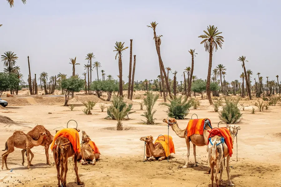 Camel trekking desert tour from Marrakech Morocco