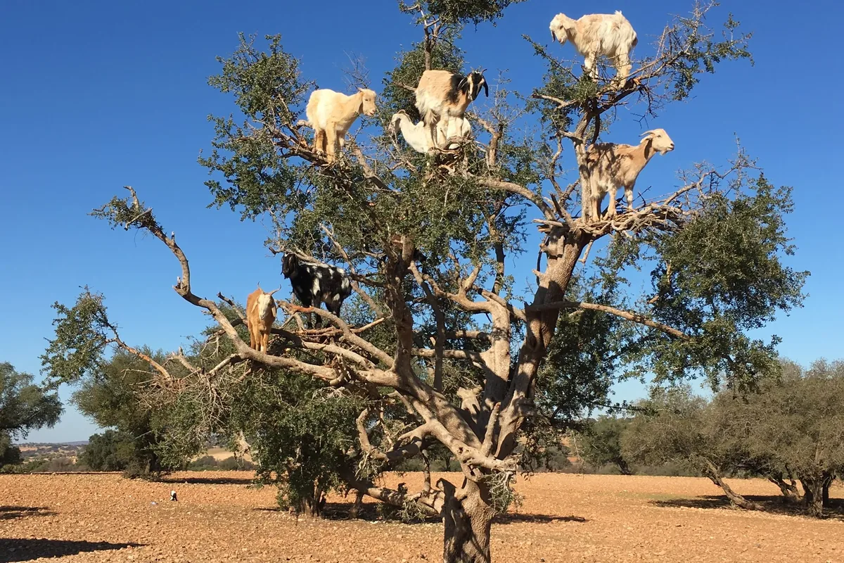 Argan Trees & Climbing Goats